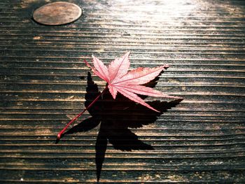 Close-up of maple leaf