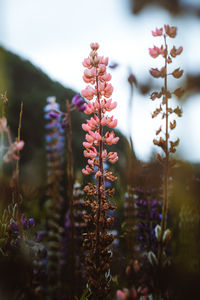 Close-up of purple flowering plants on field