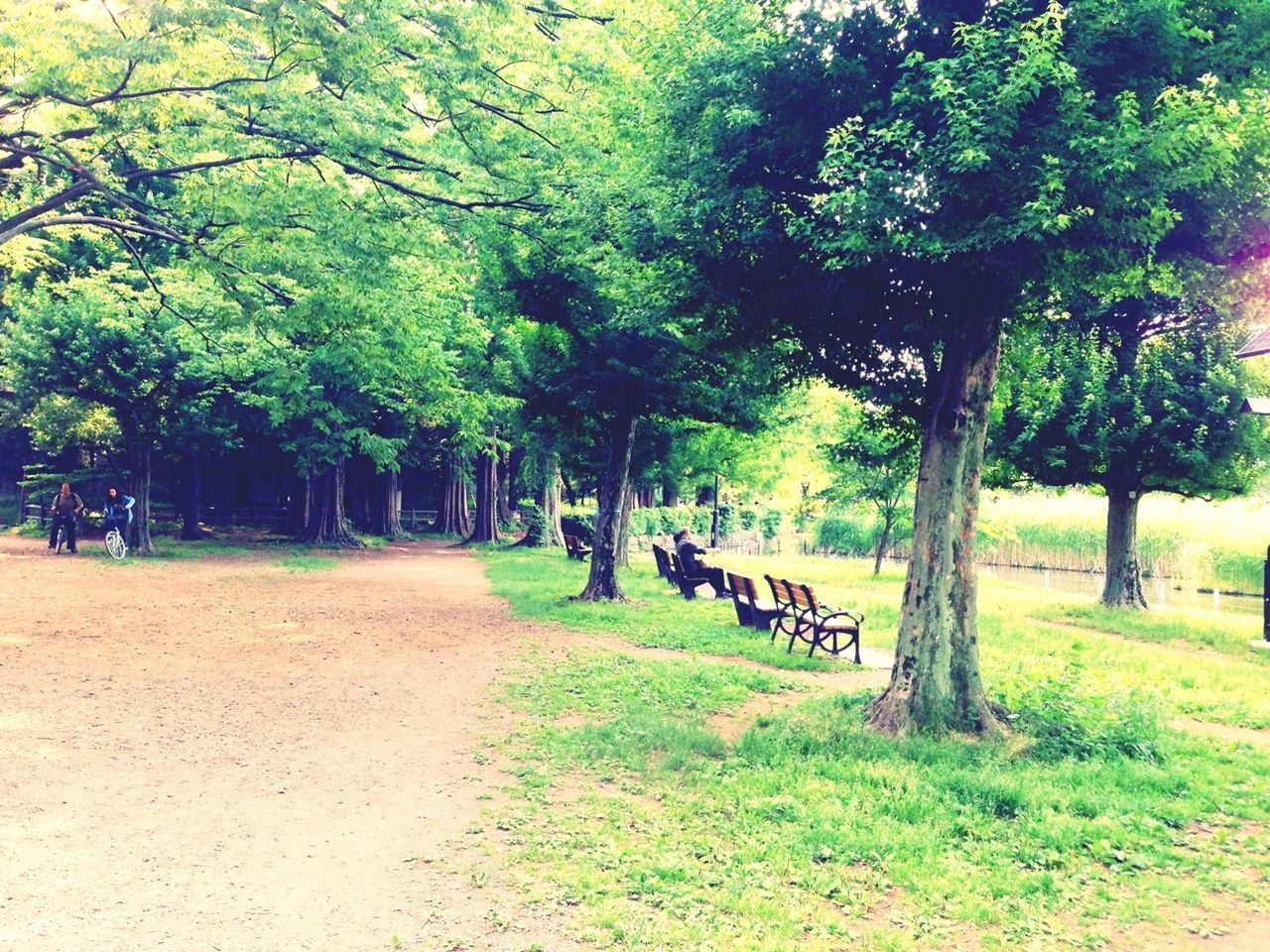 tree, growth, grass, park - man made space, green color, transportation, tranquility, nature, tree trunk, the way forward, shadow, footpath, tranquil scene, sunlight, branch, park, landscape, beauty in nature, day