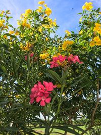 Close-up of flowers blooming against sky