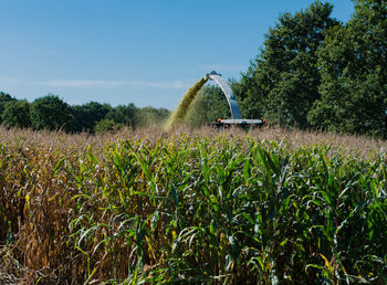 Crops growing on field against sky