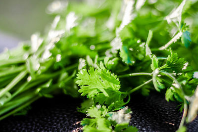 Close-up of fresh green leaves