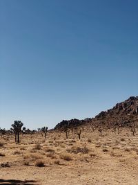 Desert landscape