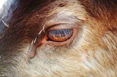 Close-up of horse eye