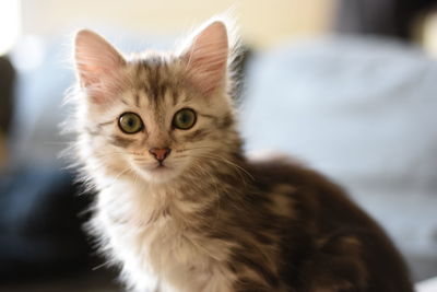 Close-up portrait of cat sitting