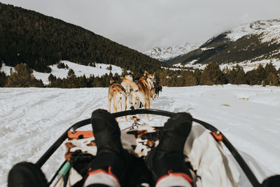 Crop legs of human sitting on dog sled near husky dogs between snow field and amazing hills with forest