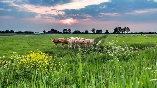 Sheep in a field