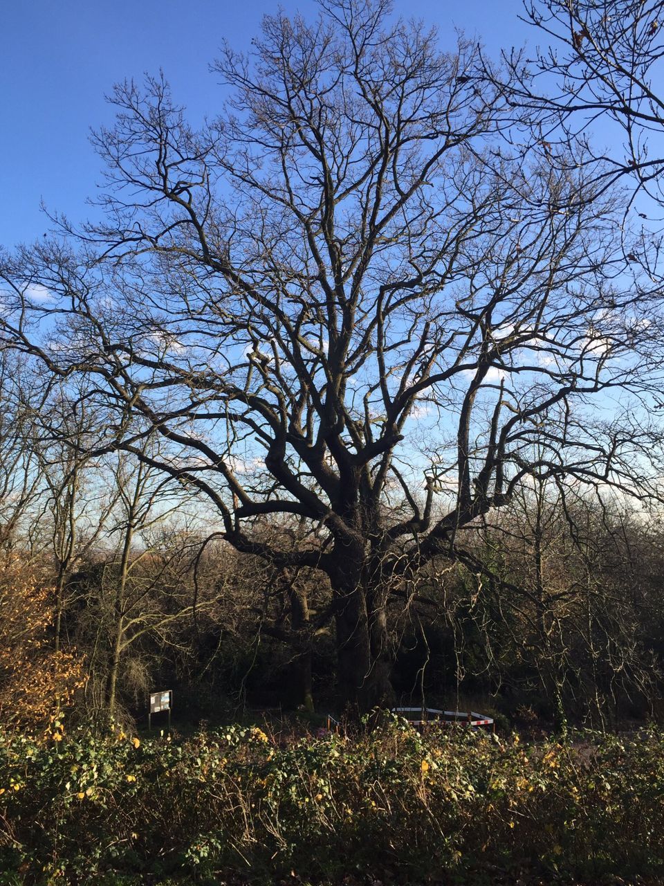 tree, bare tree, branch, tranquility, tranquil scene, growth, field, nature, clear sky, landscape, scenics, beauty in nature, sky, grass, tree trunk, non-urban scene, day, blue, plant, no people