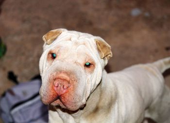 Close-up portrait of dog