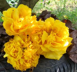 Close-up of yellow flowers