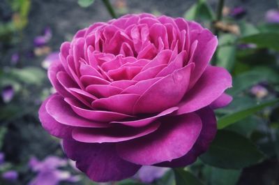 Close-up of pink rose flower