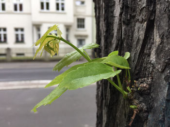 Close-up of plant growing on tree trunk