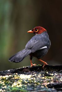 Close-up of bird perching on rock