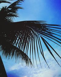 Low angle view of tree against clear sky