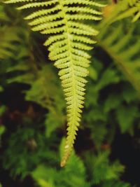 Close-up of fern leaves