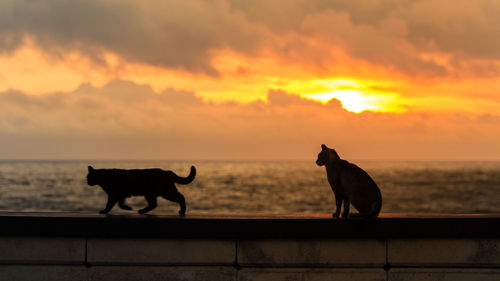 Silhouette cats on retaining wall against sea during sunset