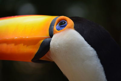 Close-up of a bird