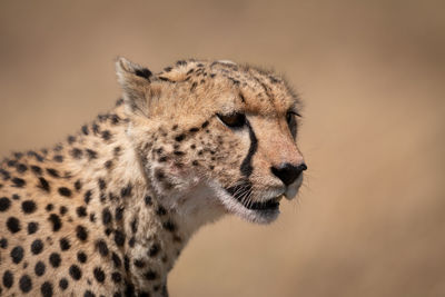 Cheetah looking away in forest