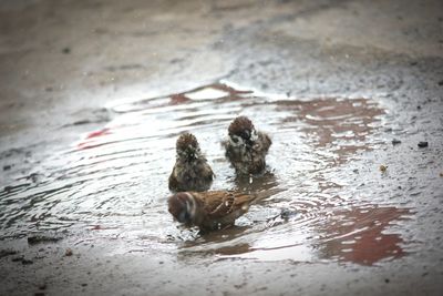 High angle view of ducks swimming in lake