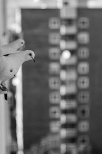 Close-up of bird