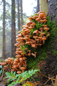 Close-up of mushrooms growing on tree trunk