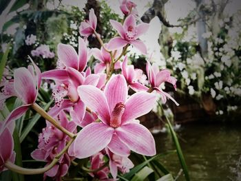 Close-up of pink flowering plant