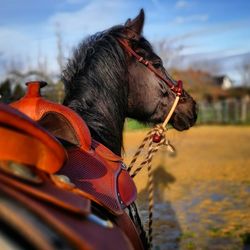 Close-up of horse against sky