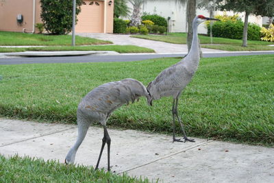 Bird on grass