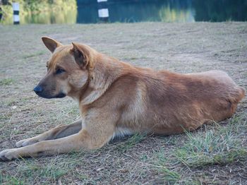 Close-up of dog on grass