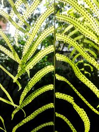 Close-up of fern leaves