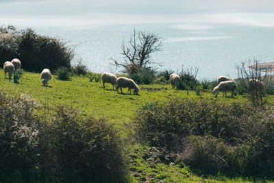 Sheep grazing in a field