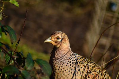 Close-up of a bird looking away