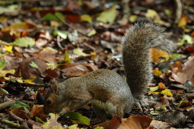 Squirrel on field during autumn