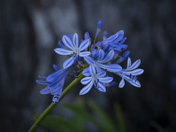 Close-up of purple flowering plant