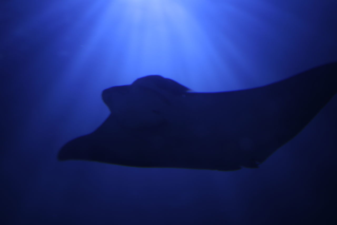 SILHOUETTE OF FISH SWIMMING IN AQUARIUM