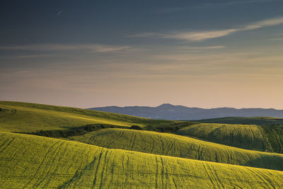 Scenic view of agricultural field against sky