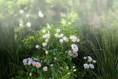 Close-up of white daisy flowers