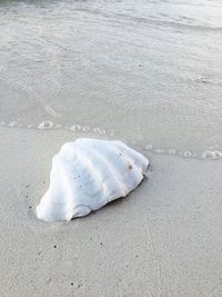 High angle view of crab on beach