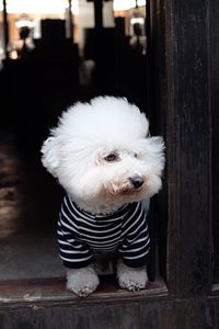 Close-up of bichon frise dog standing at doorway