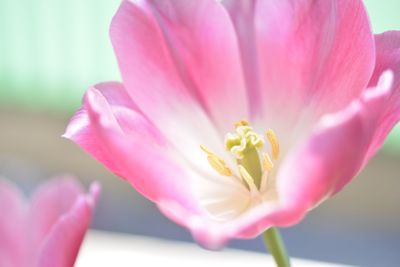 Close-up of pink flower