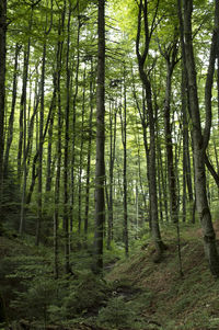 Trees growing in forest