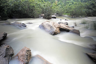 Scenic view of river stream in forest