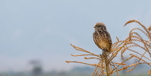 Low angle view of owl perching on plant against sky