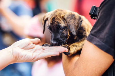 Cropped image of hand touching puppy held by man