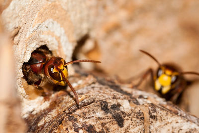 Close-up of hornet on wood