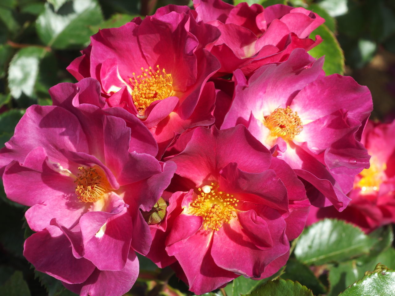 CLOSE-UP OF PINK ROSES