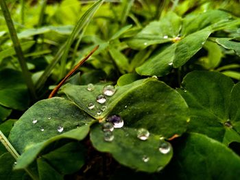 Close-up of wet plant leaves during rainy season