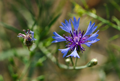 Close-up of purple flowering plant