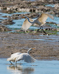 Large white egrets in a pond