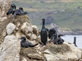 Birds perching on rock